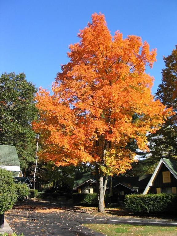 Amber Lantern Efficiency Cottage Lake George Exteriör bild